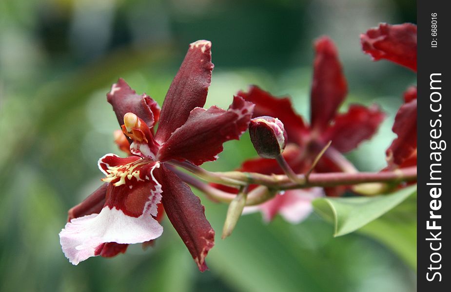 Wine red colored orchid in a horizontal view. Wine red colored orchid in a horizontal view.