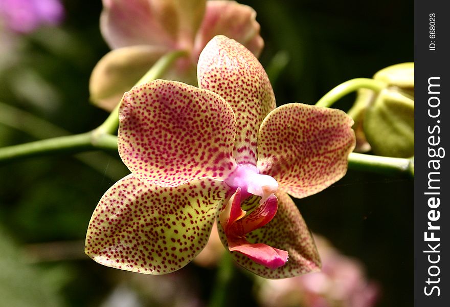 Spotted Phalaenopsis Orchid