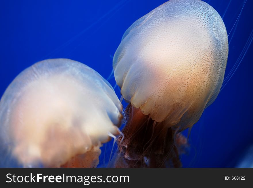 Jelly Fishes close up shot.