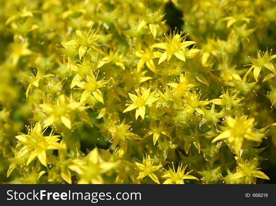 Yellow flowers background. Yellow flowers background