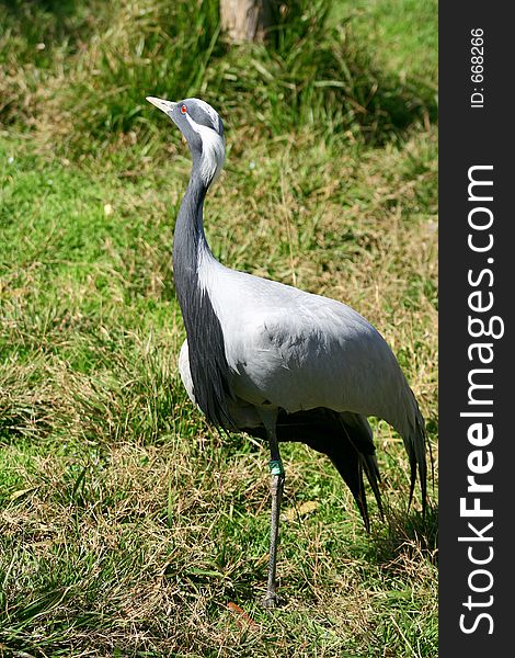 Red Eyed Crown Crane