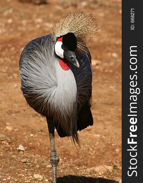 Brown Crown Crane