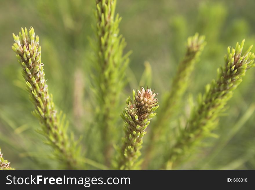 Pine young green branch. Pine young green branch