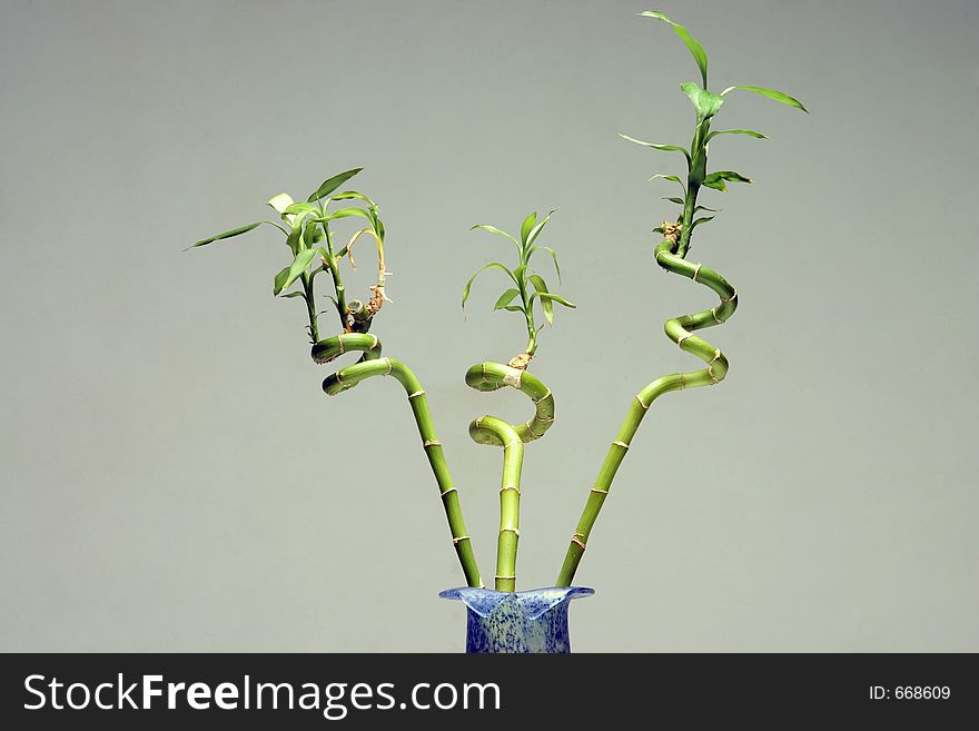 Three bamboo in urn for fortune