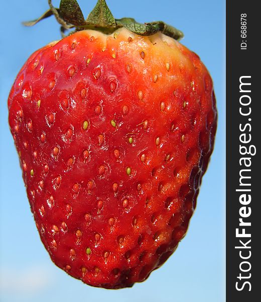 Natural grown strawberry on blue sky as background