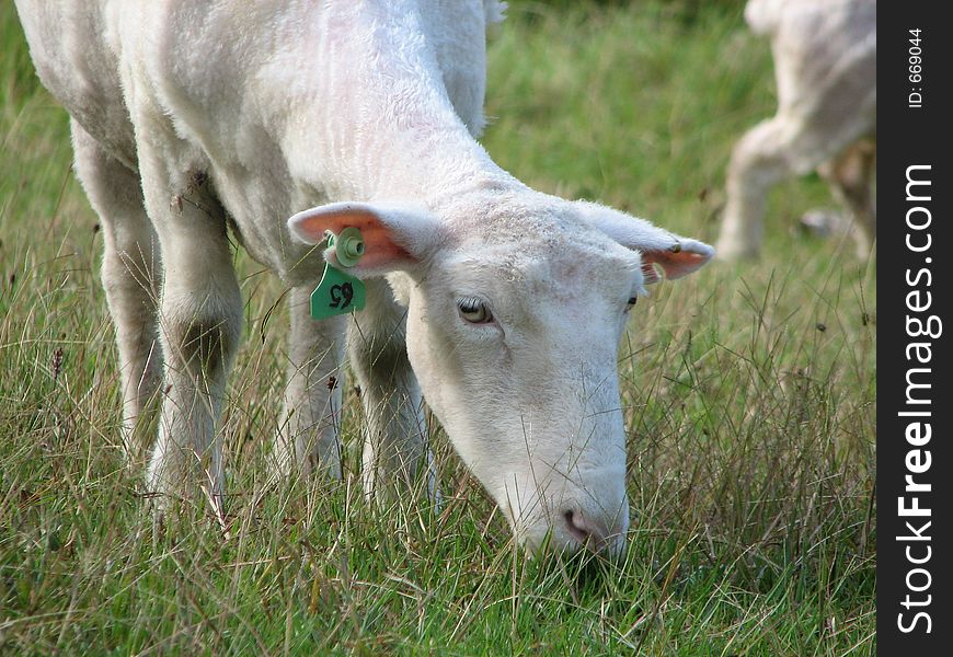 Number 65 after a shearing experience. Number 65 after a shearing experience