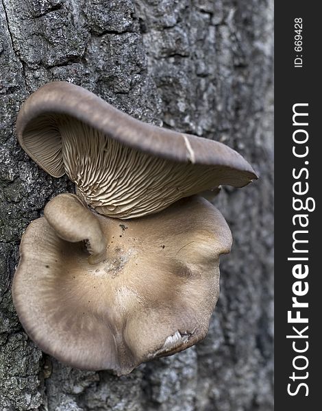 Fungus