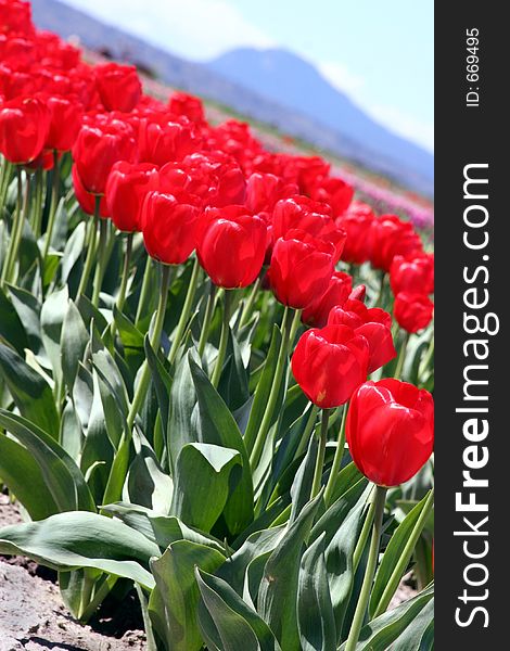 Red tulips turned at a diagonal with a mountain in the background. Red tulips turned at a diagonal with a mountain in the background.