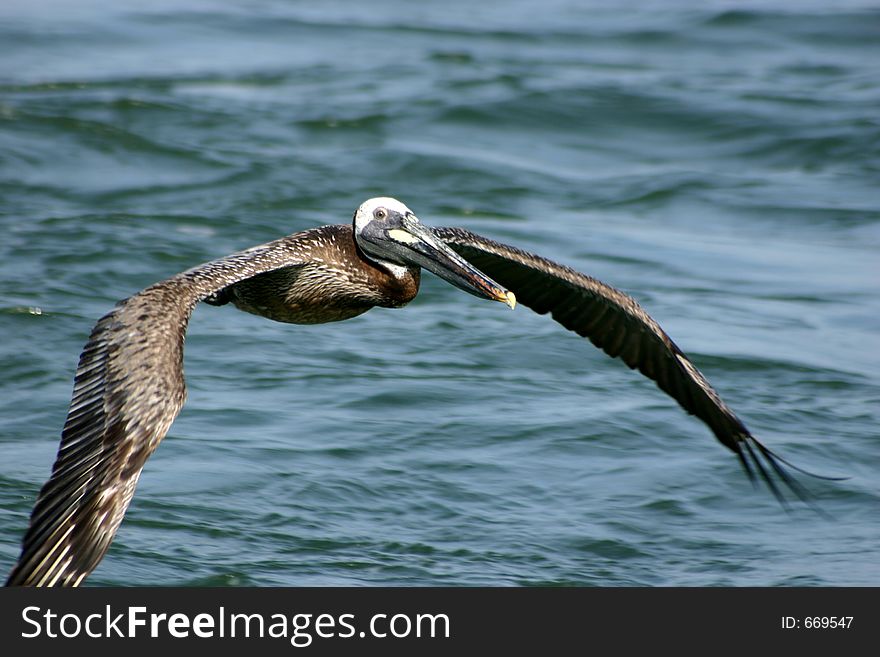 Brown pelican flying low in the sea
