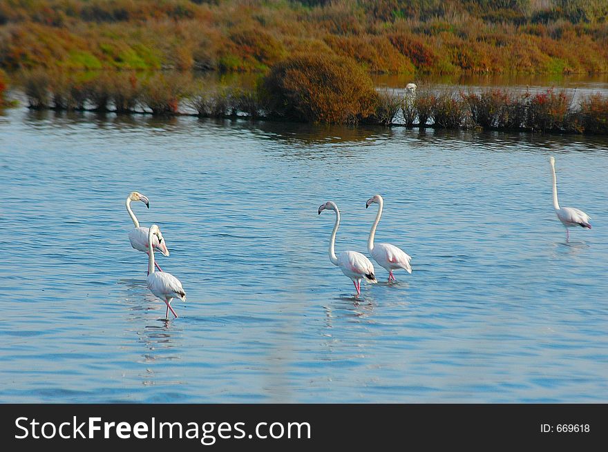 Flamingo group at feeding grounds in Portugal,Alcochete town, by the Tagus River Estuary.