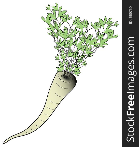 Drawing parsley