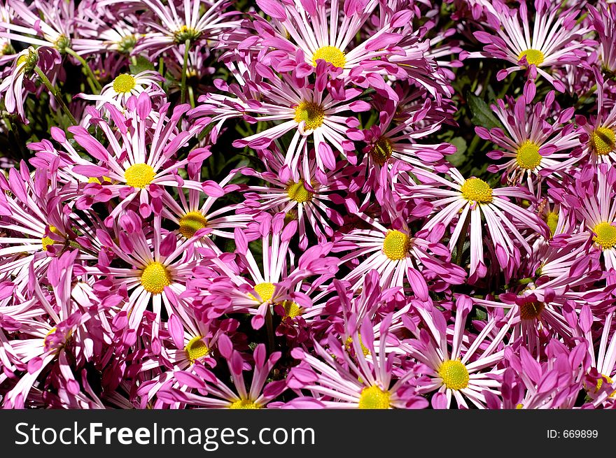 Beautiful violet santiago chrysanthemums background. Beautiful violet santiago chrysanthemums background