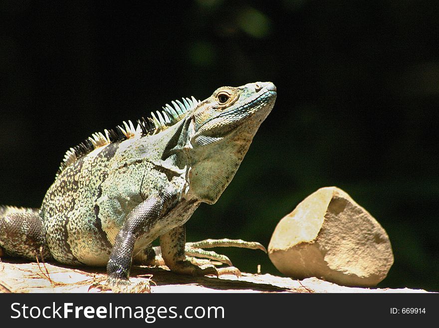 Black iguana