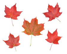 Autumn Maple Leaves Royalty Free Stock Photos Autumn Maple Leaves Royalty Free Stock Photos
