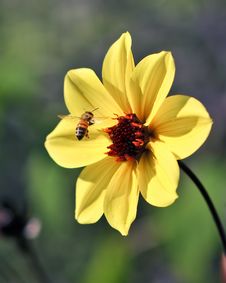 Flying Bee Captured In Flight W/ Yellow Flower Stock Photo