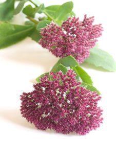 Pink Wildflowers Royalty Free Stock Photos Pink Wildflowers Royalty Free Stock Photos