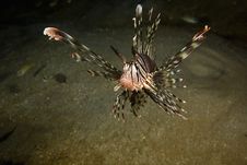 Common Lionfish (pterois Miles) Royalty Free Stock Images Common Lionfish (pterois Miles) Royalty Free Stock Images