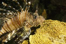 Common Lionfish (pterois Miles) Stock Photos Common Lionfish (pterois Miles) Stock Photos