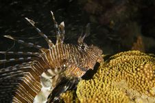 Common Lionfish (pterois Miles) Stock Images Common Lionfish (pterois Miles) Stock Images
