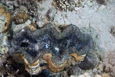 Common Giant Clam (tridacna Maxima) Stock Photography