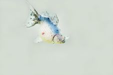 Goldfish Stock Photography Goldfish Stock Photography
