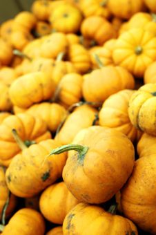 Mini Pumpkins Royalty Free Stock Photo Mini Pumpkins Royalty Free Stock Photo