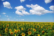 Sunflower Field Royalty Free Stock Photos Sunflower Field Royalty Free Stock Photos