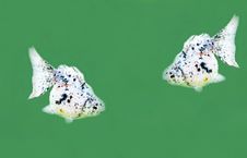 Goldfish Royalty Free Stock Images Goldfish Royalty Free Stock Images