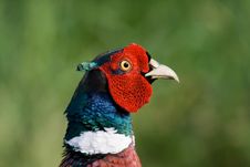 Pheasant Royalty Free Stock Photo Pheasant Royalty Free Stock Photo