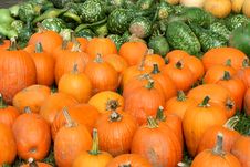 Bunch Of Pumpkins And Gourds Royalty Free Stock Images Bunch Of Pumpkins And Gourds Royalty Free Stock Images