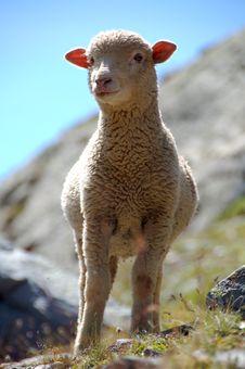 Little Lamb 1 Stock Photography