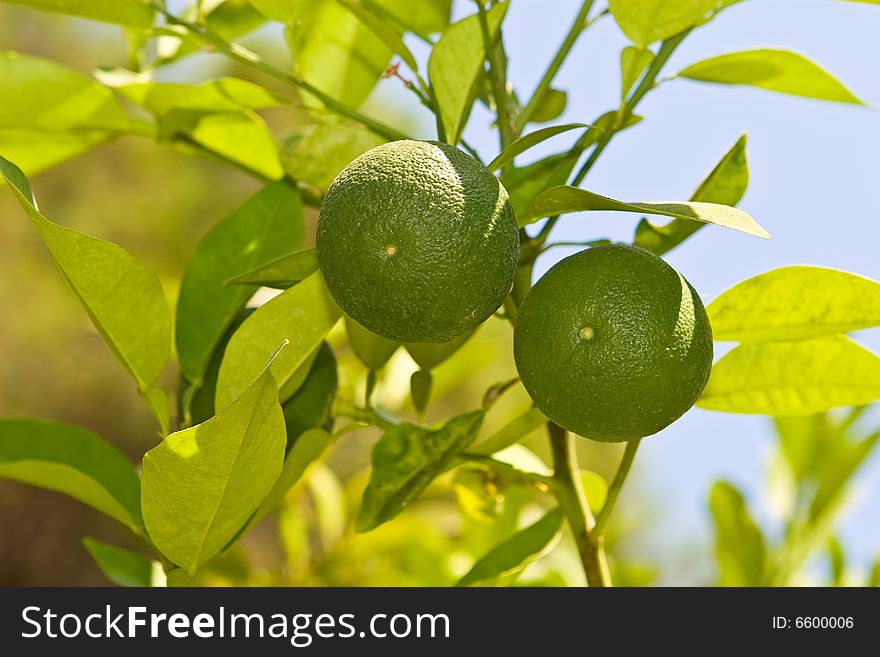 Two limes on a branch on a background of the blue sky