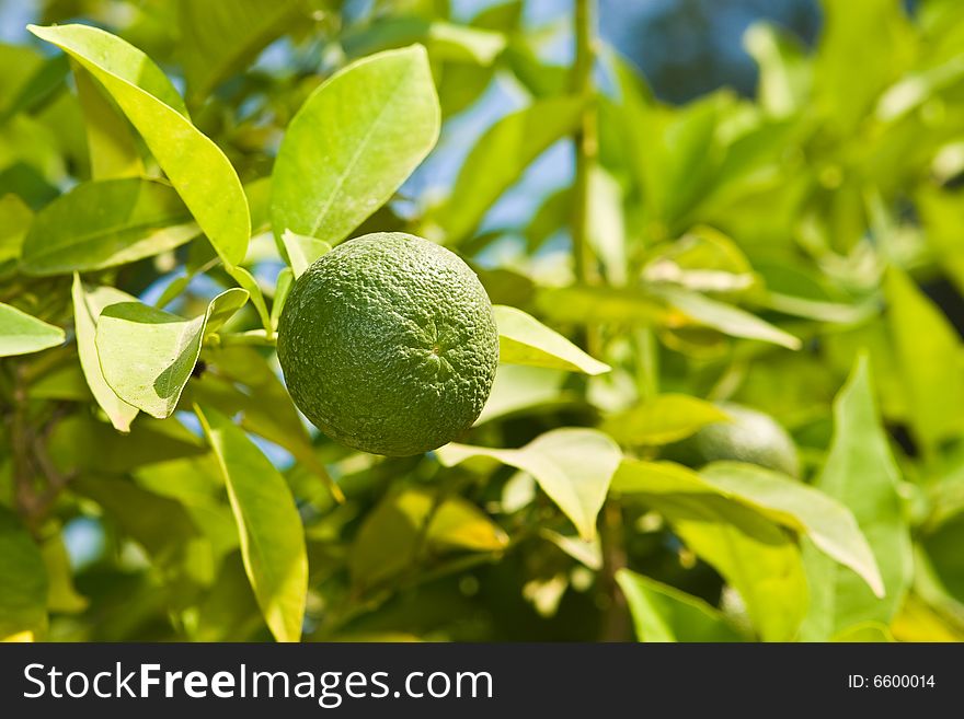 Green lime on a branch on a background of foliage