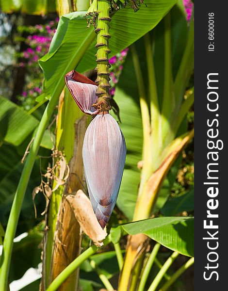 Flower of a banana on a branch on a background of foliage