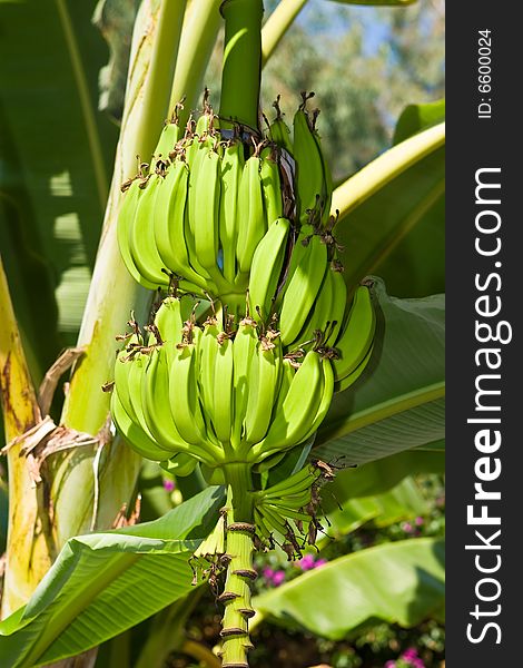 Cluster of bananas on a branch on a background of foliage