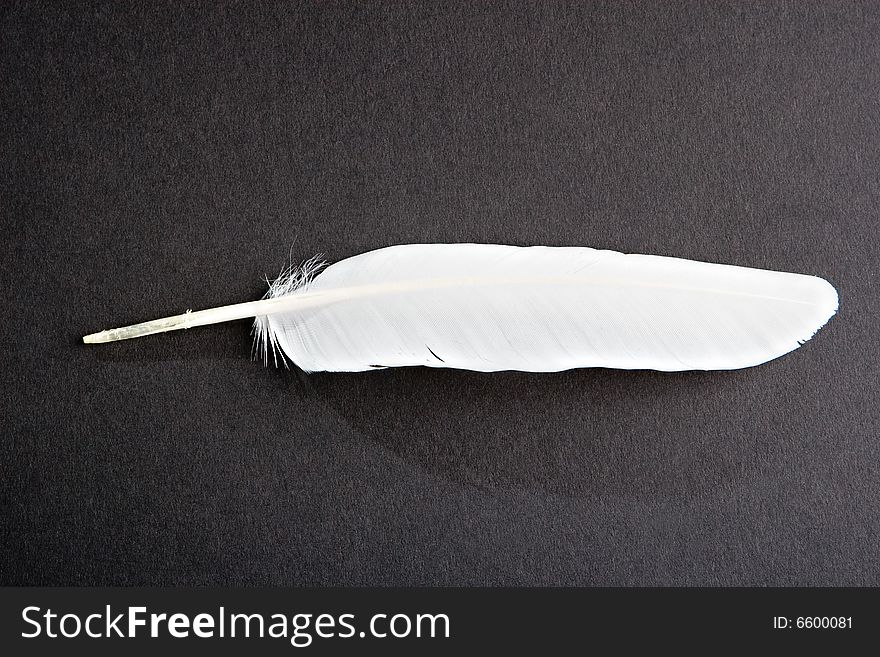 White feather on a black surface. White feather on a black surface