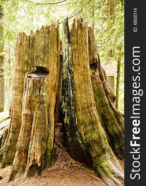 Stump from an ancient broken tree in the forest. Stump from an ancient broken tree in the forest