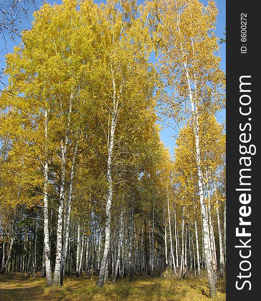 Autumn the Siberian wood as it is fine. Autumn the Siberian wood as it is fine