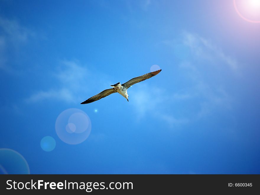 Drifting seagull on a blue sunny sky