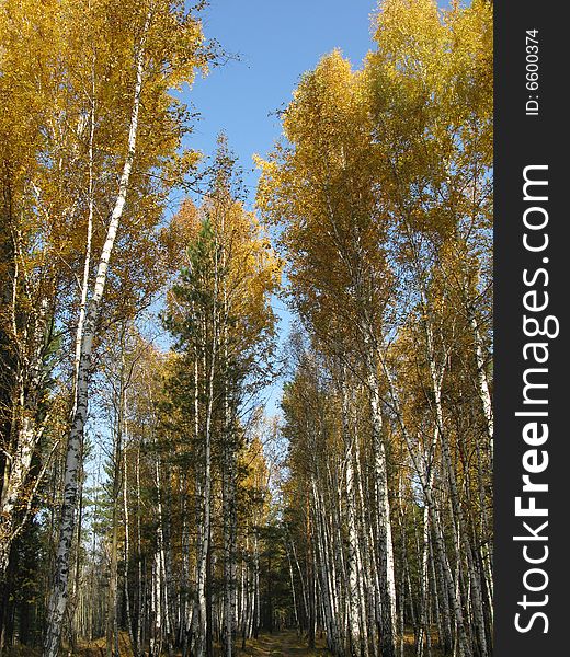 Autumn the Siberian wood as it is fine. Autumn the Siberian wood as it is fine