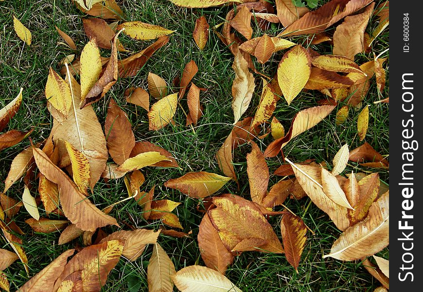 Old leaves on the grass.
