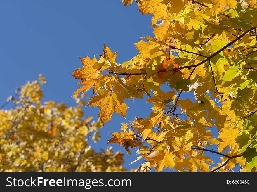 Maple leafs in october park on blue sky