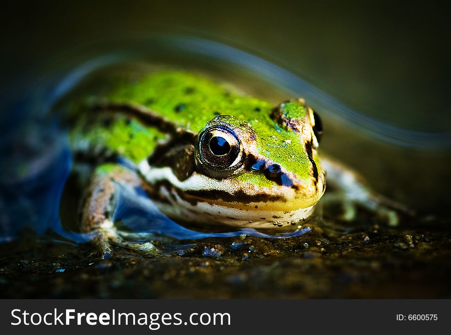 Macro shot of a beautiful frog int he water