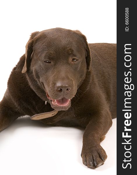 Brown labrador on white ground