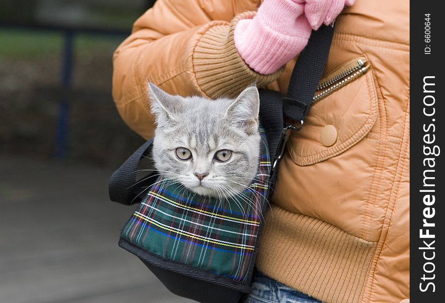 Gray cat in bag outdoor