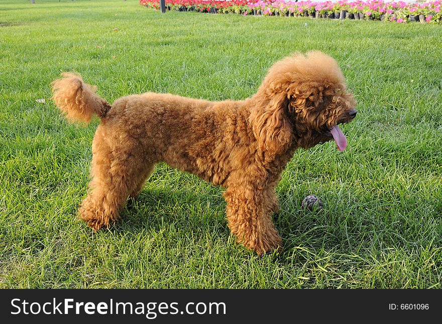 Dog in the meadow, dog with brown fur. Dog in the meadow, dog with brown fur