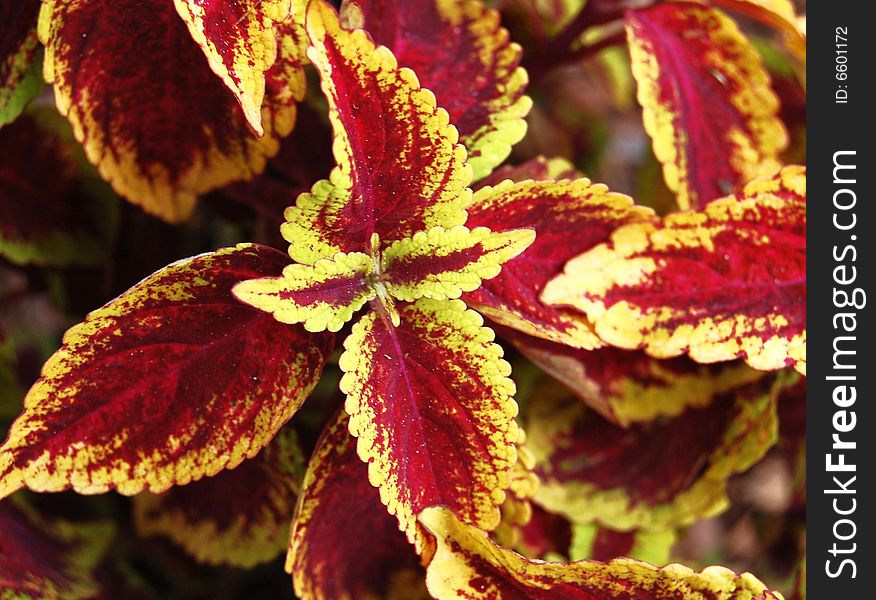 Cluster of colored leafs in nature