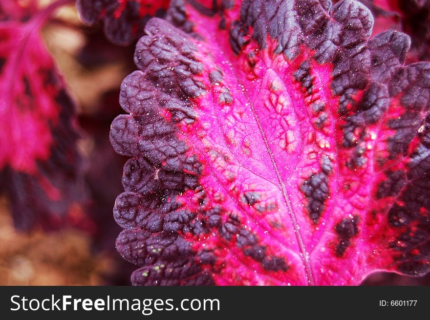 Closeup of a  colored leaf