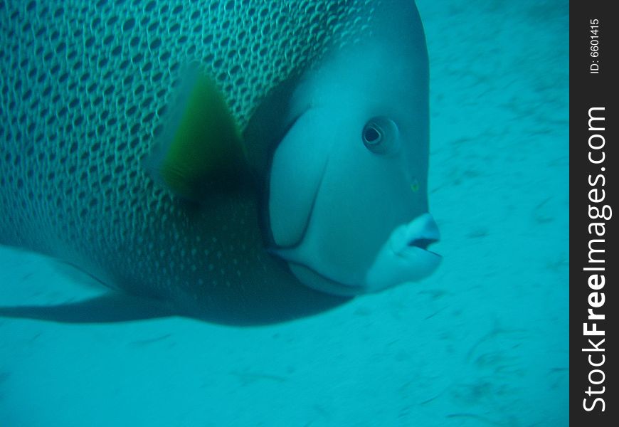 Tropical Fish in the Bahamas. Tropical Fish in the Bahamas