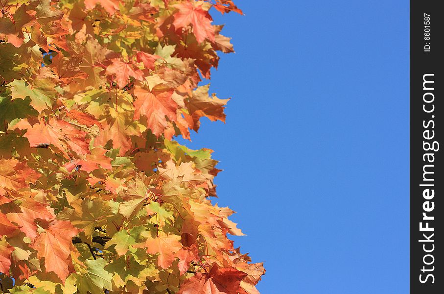 Autumn tree on a blue sky background. Autumn tree on a blue sky background
